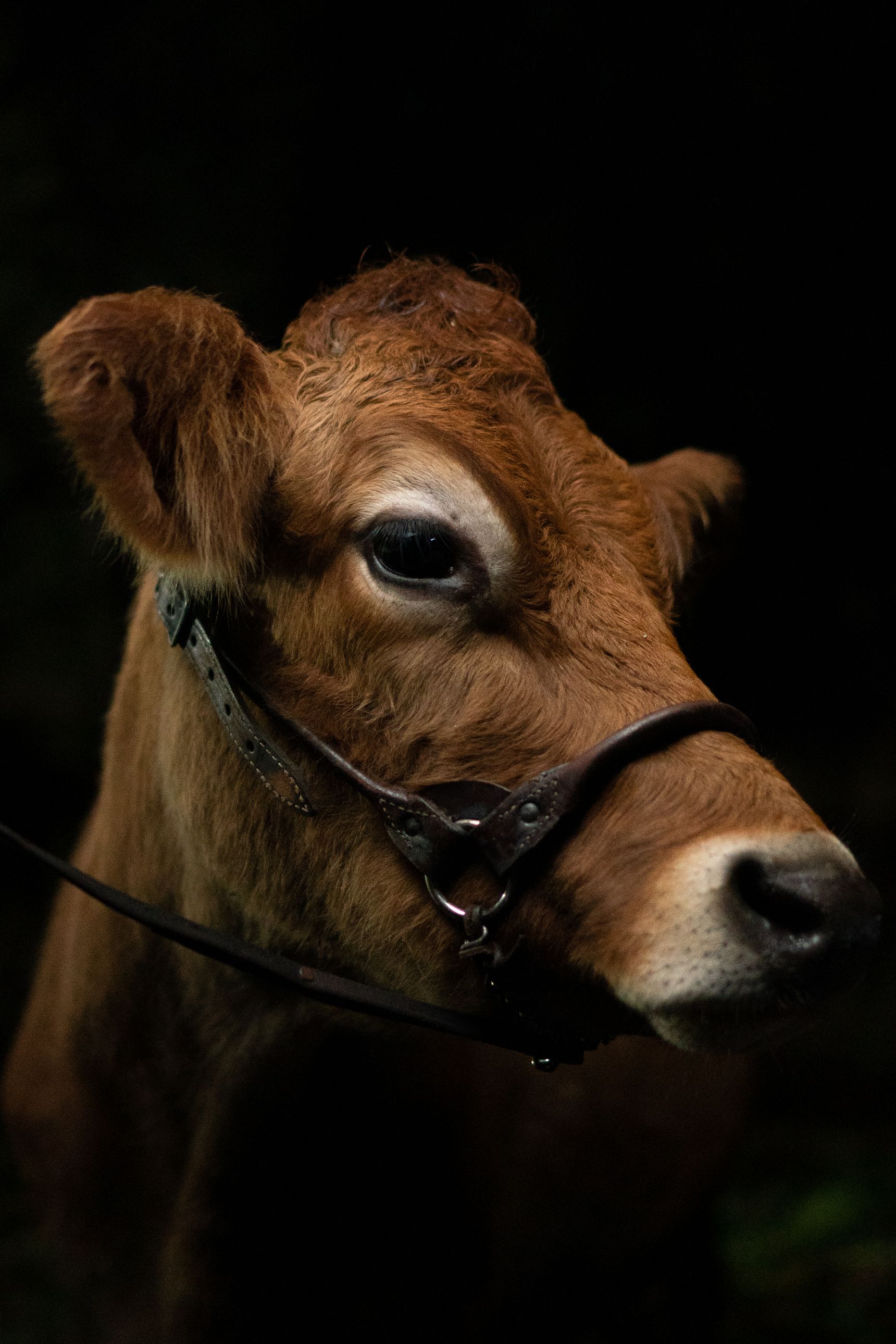 Retrato de uma vaca pequena